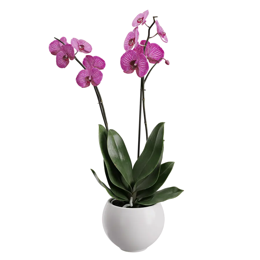  Orchid Plant Model, Purple  buy