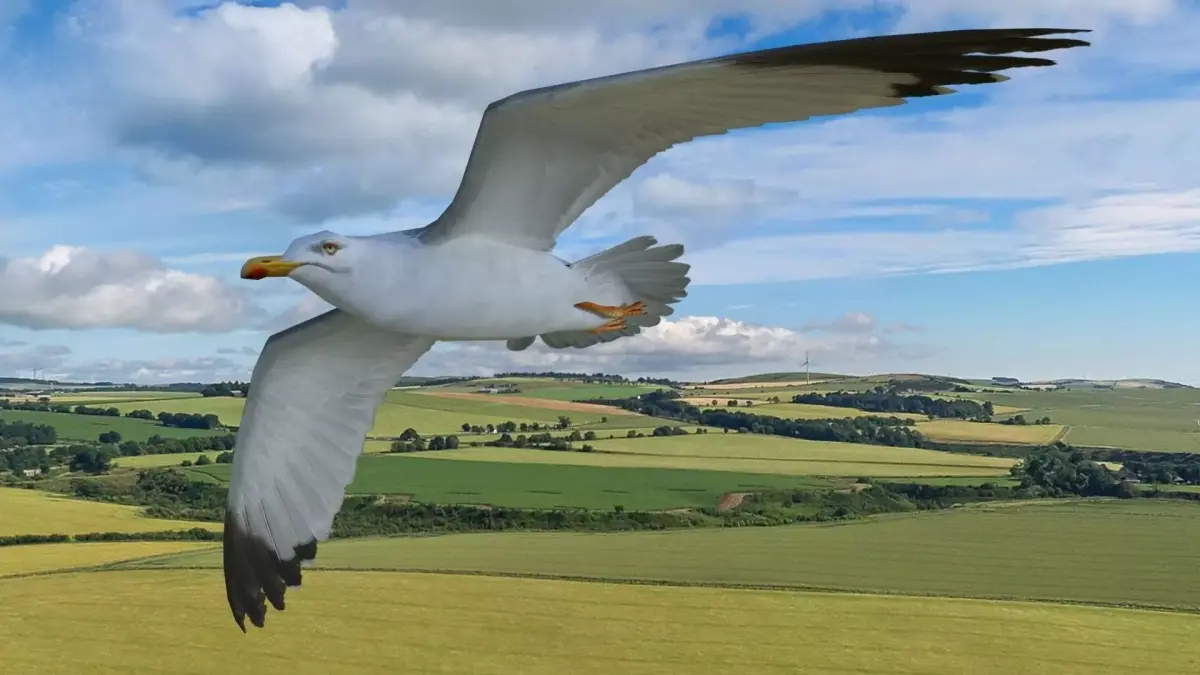 Animated low poly seagull Low-poly 3D model