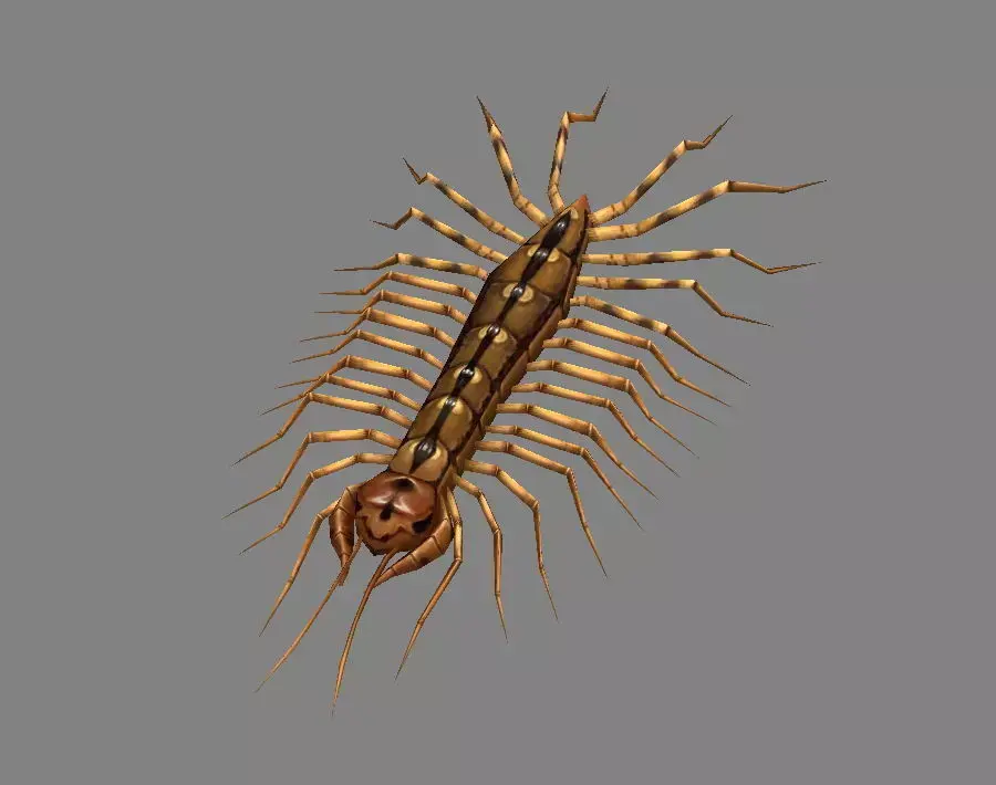Cartoon animal - centipede      Low-poly 3D model