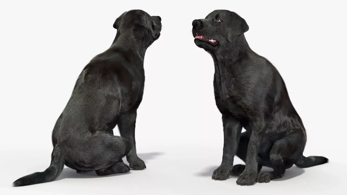 Black Begging Labrador Dog Fur Animated Rigged for Maya 3D model purchase