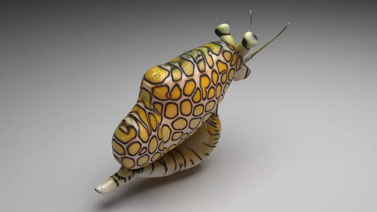 Flamingo Tongue Snail 3D model
