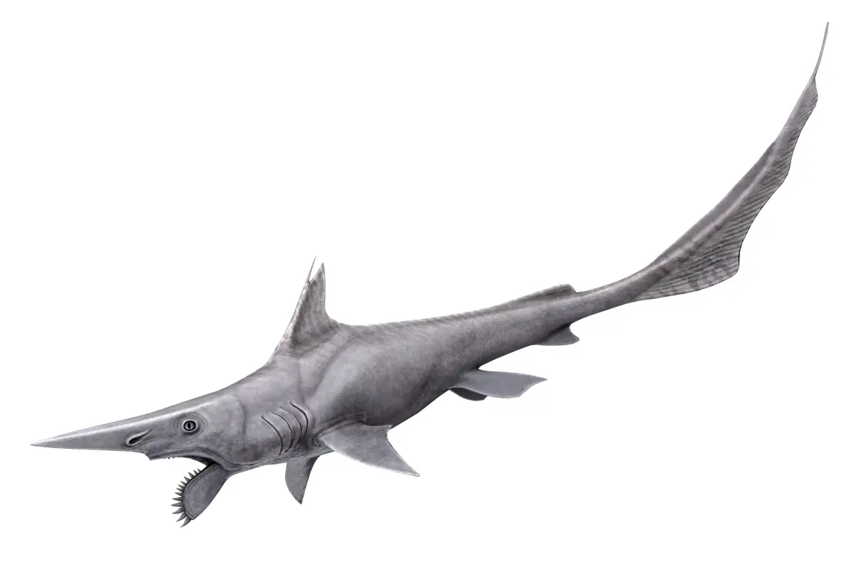 Helicoprion Asset Pack Low-poly 3D model