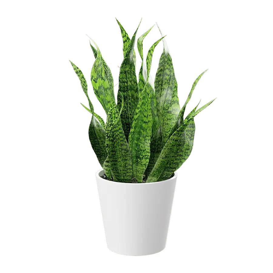  Short Snake Plant Potted Plant Model  order