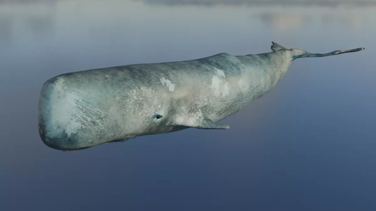 Whale  Low-poly 3D model purchase