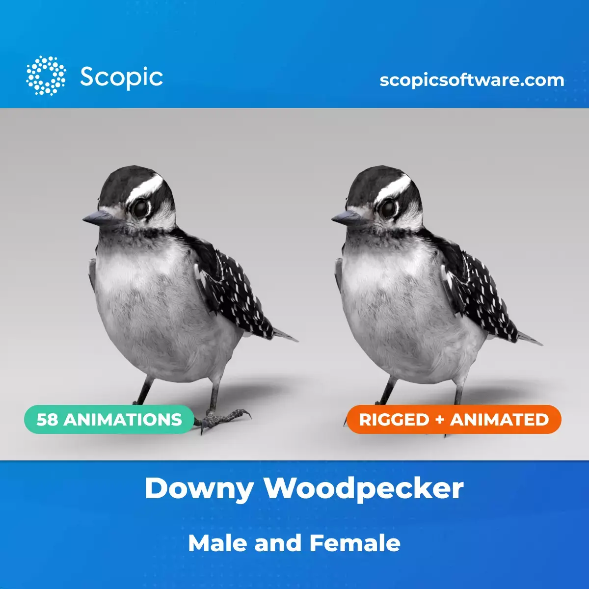 3D Bird Pack Downy Woodpecker Male and Female Low-poly 3D model