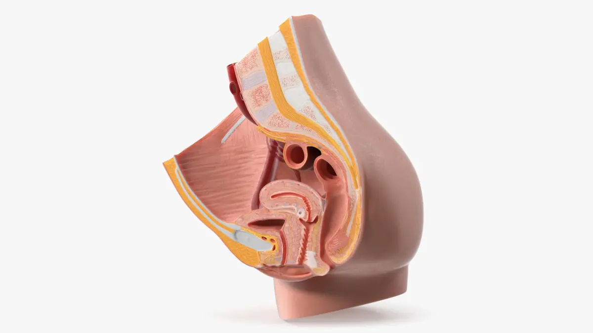 Medical Model Female Pelvic Anatomy Cross Section 3D model