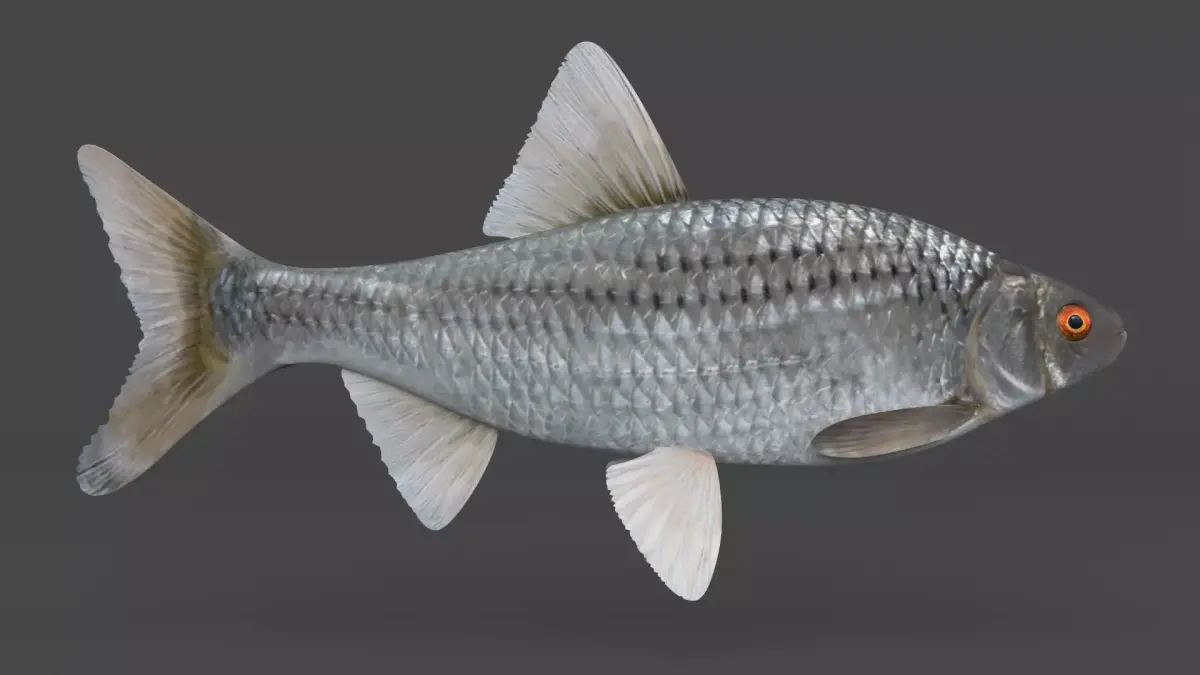 Fish Vobla 3D model