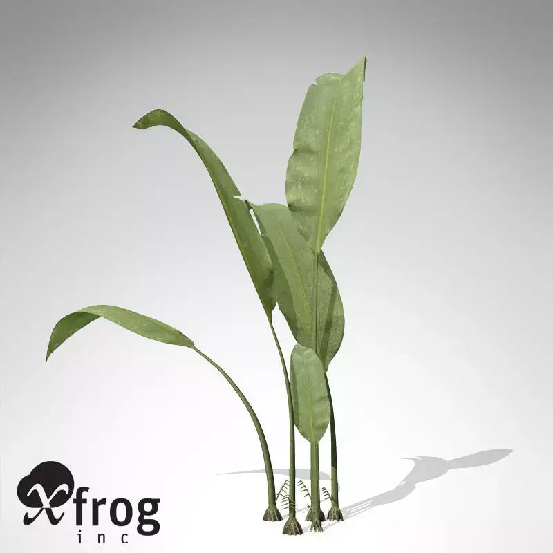 XfrogPlants Macrotaeniopteris 3D model