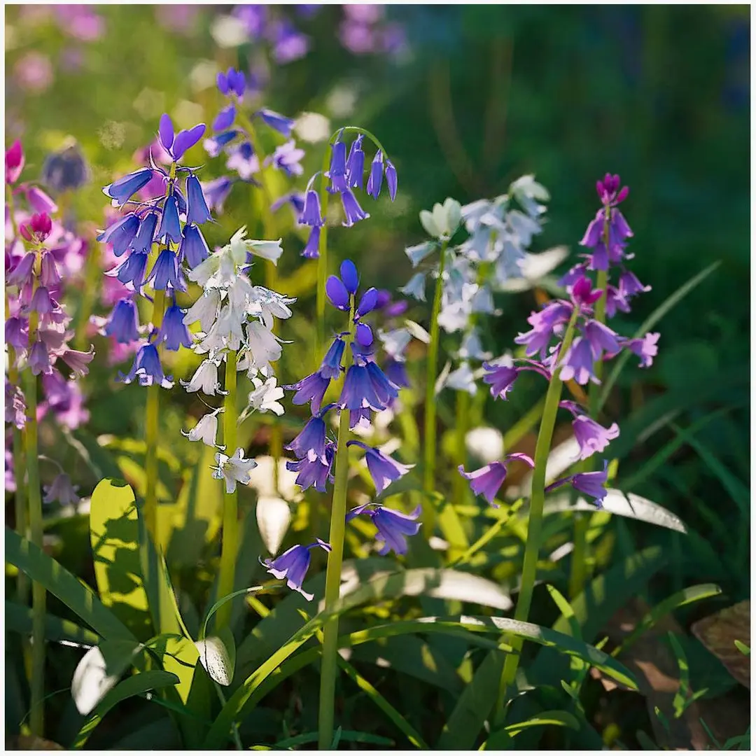 Bluebell Pack vol05 3D model