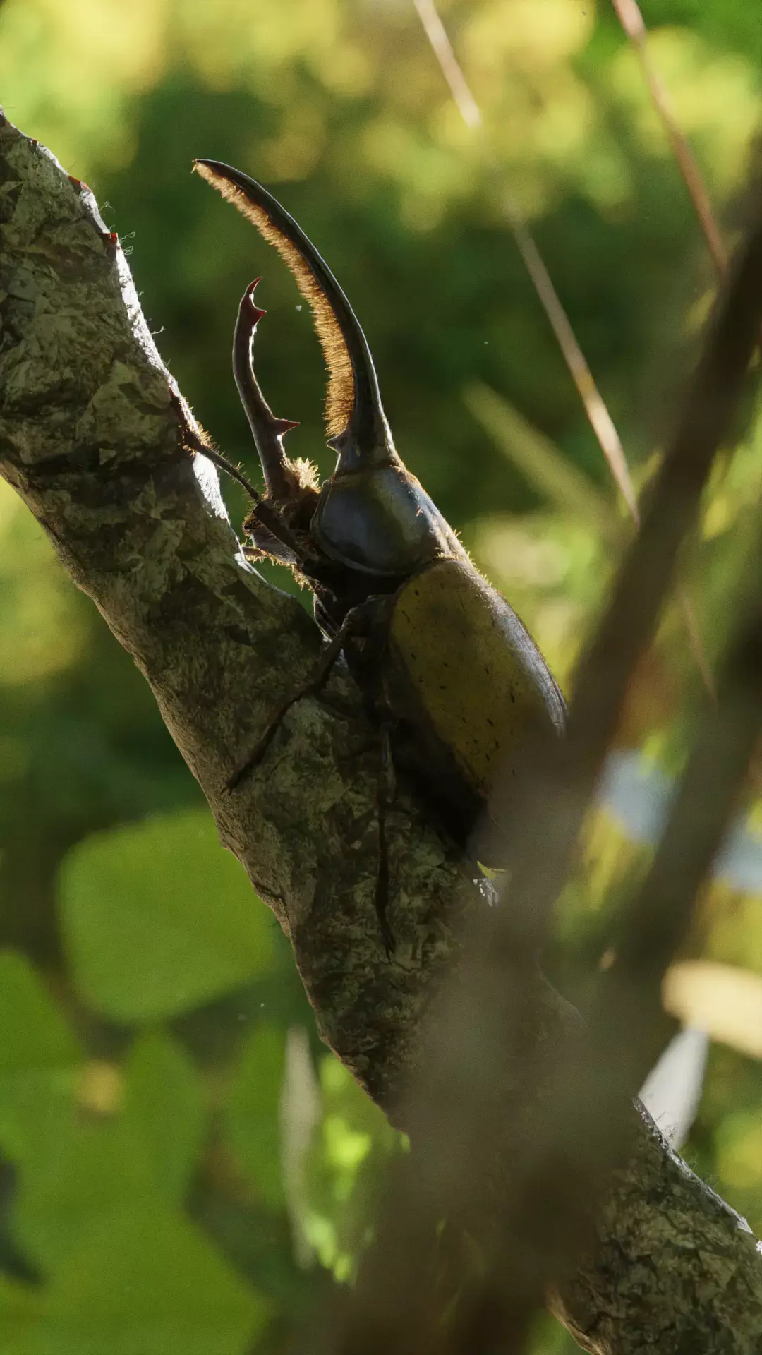 Hercules Beetle Low-poly 3D model purchase