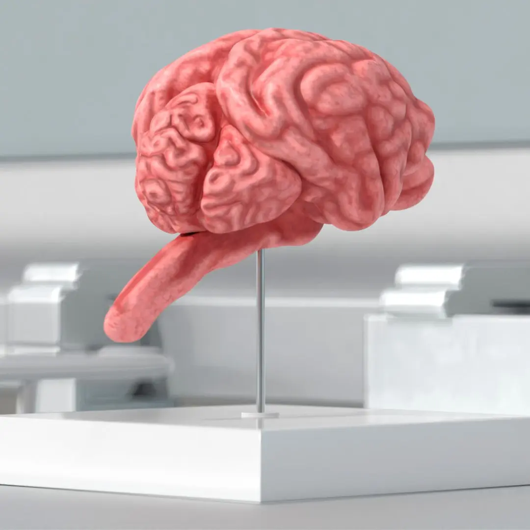 Feline Brain Anatomy Model with Metal Stand Pink 3D model