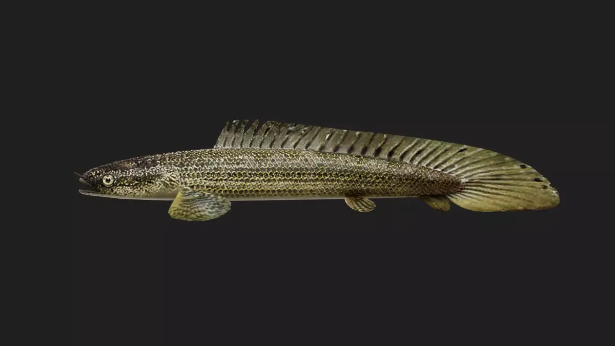 Bichir Low-poly 3D model