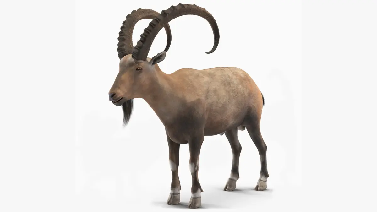 Alpine Ibex Stand Pose 3D model