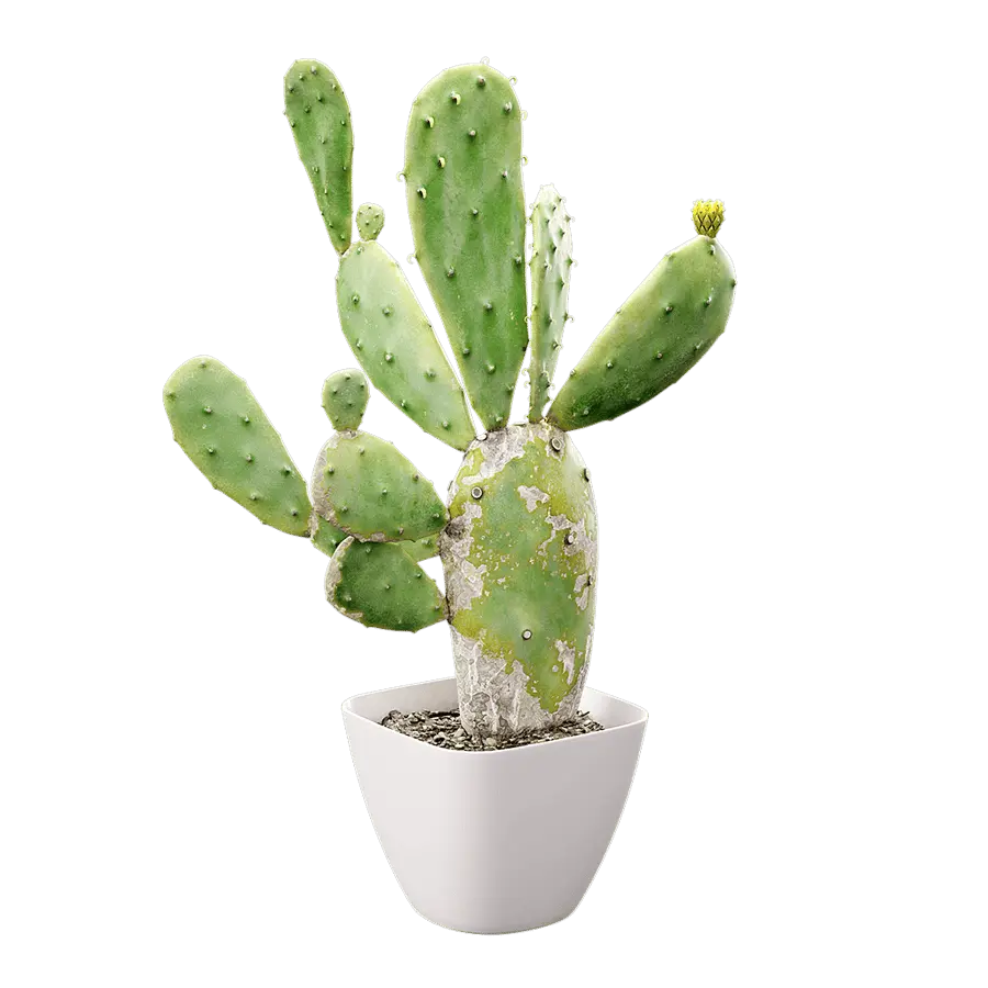  Imperfect Prickly Pear Cactus Potted Plant Model  buy