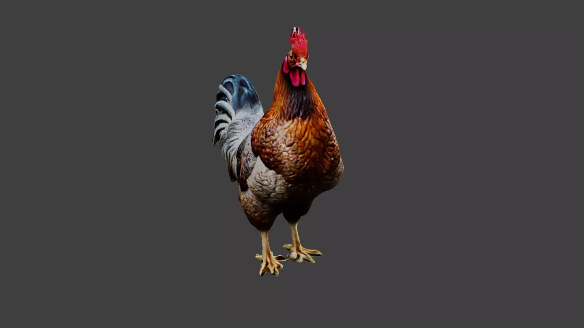 Chicken Animal Low-poly 3D model
