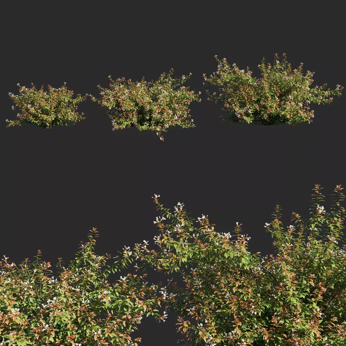 abelia x grandiflora flower op3 3D model