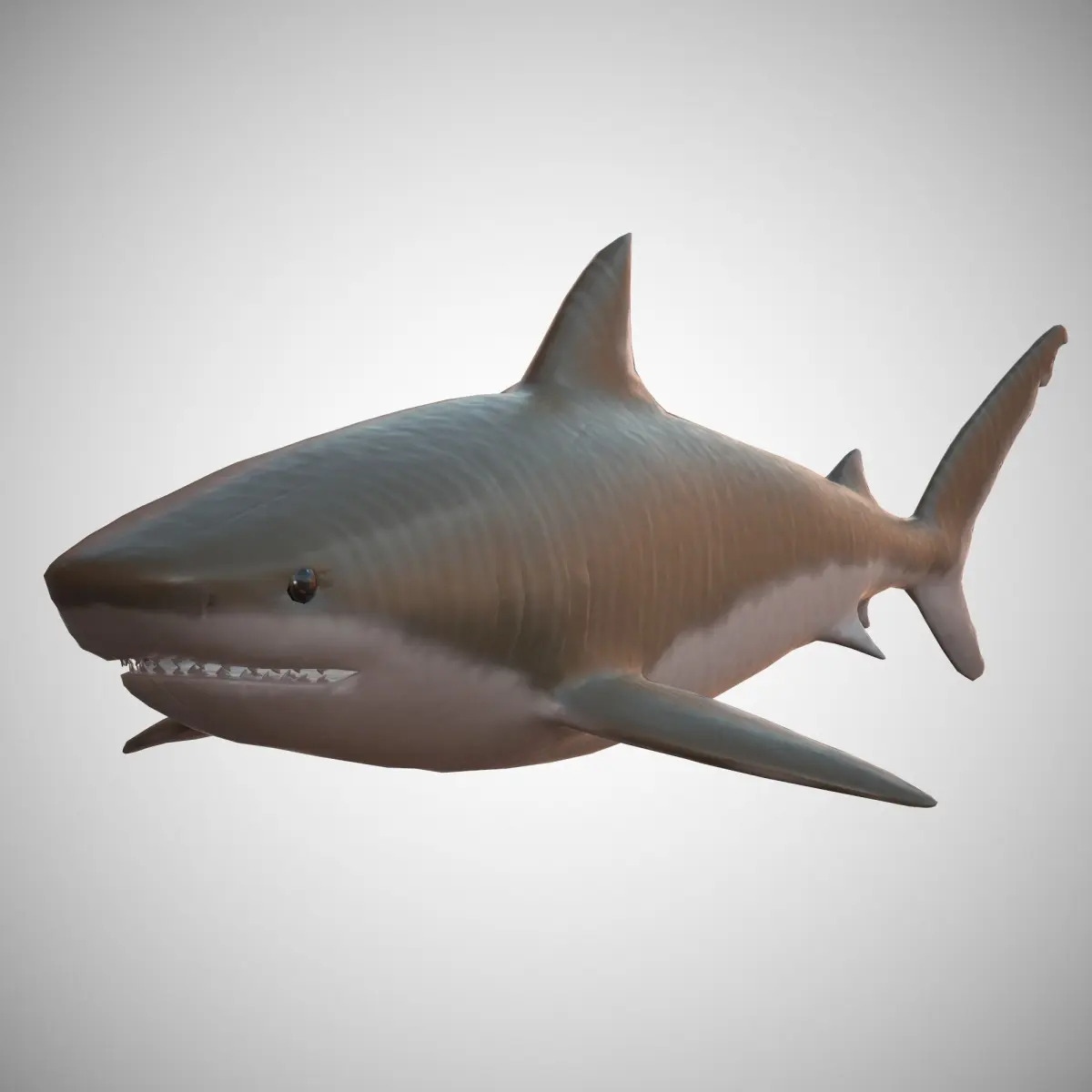 Tiger Shark Low-poly 3D model order