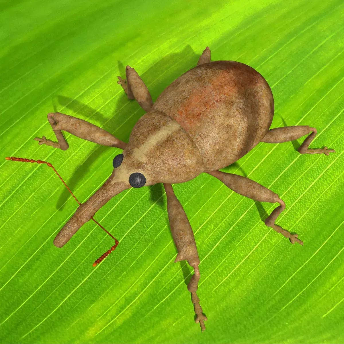 Anthonomus Pomorum 3D model