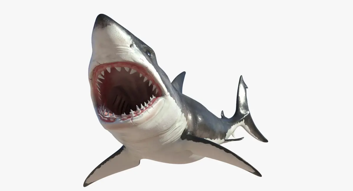 Great White Shark Rigged 3D model purchase