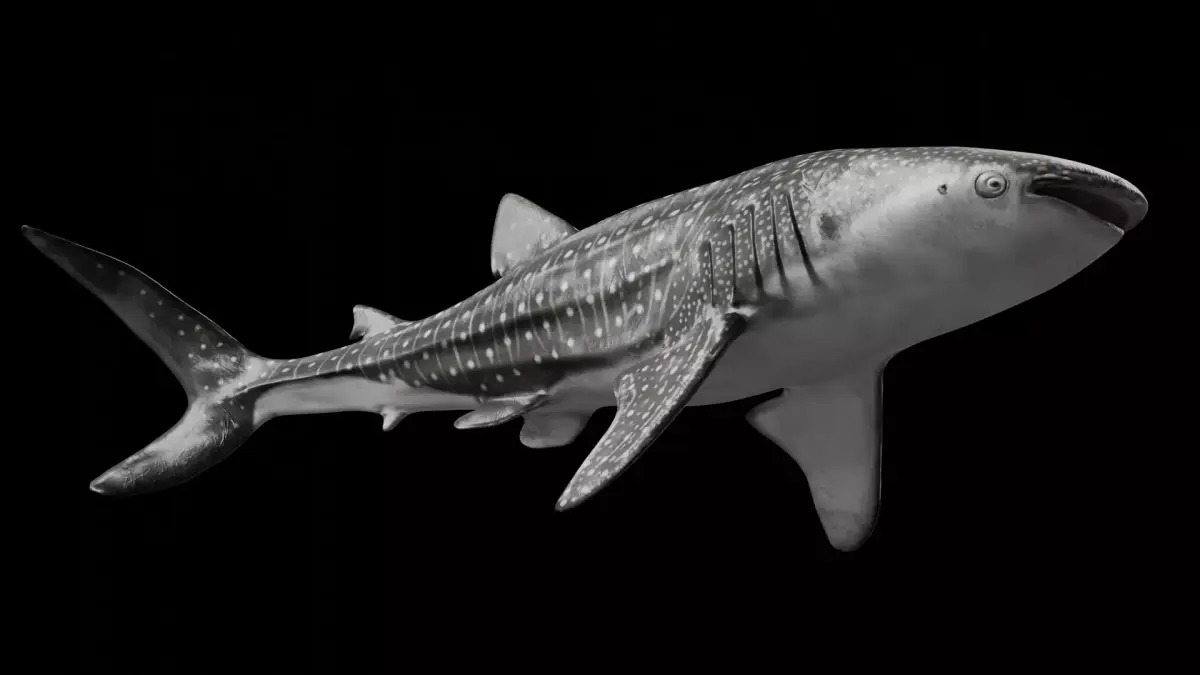 Whale Shark 3D model buy