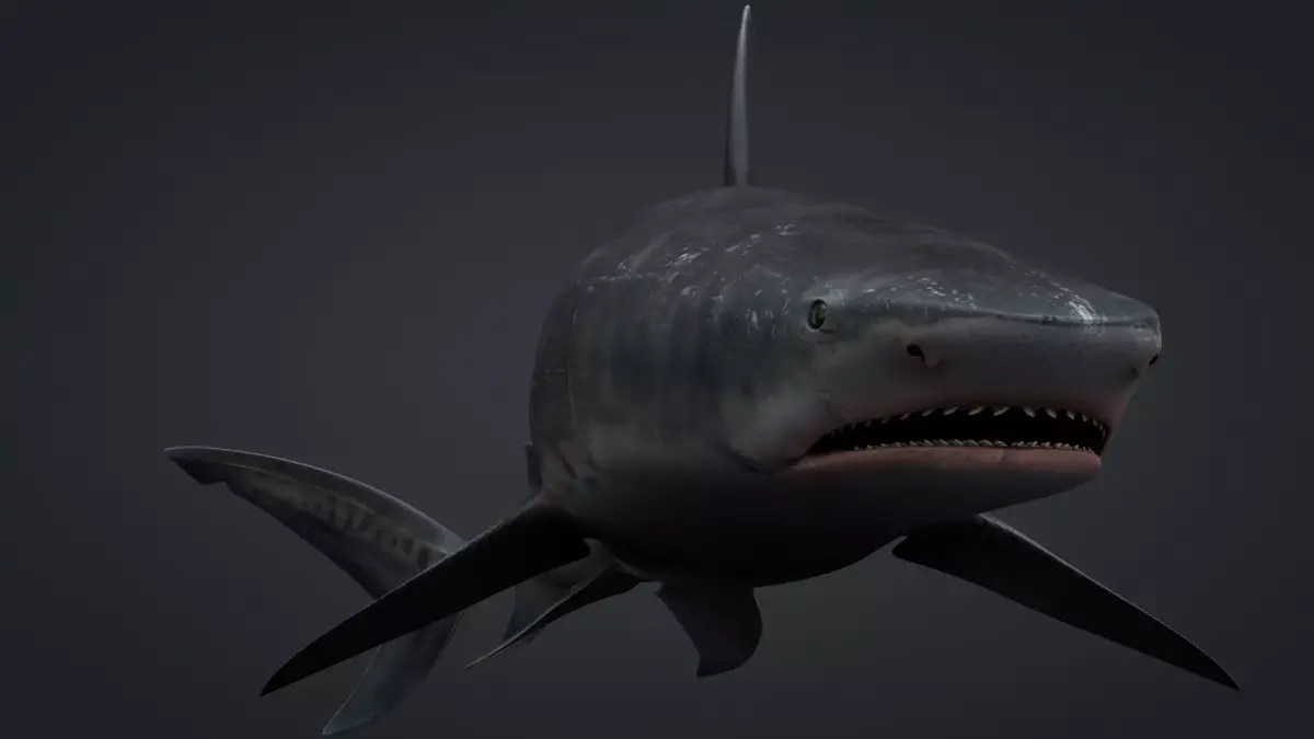 Tiger Shark Rigged C4D Low-poly 3D model