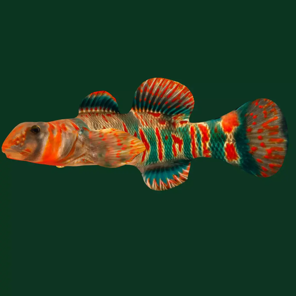 Candy Darter Fish Low-poly 3D model