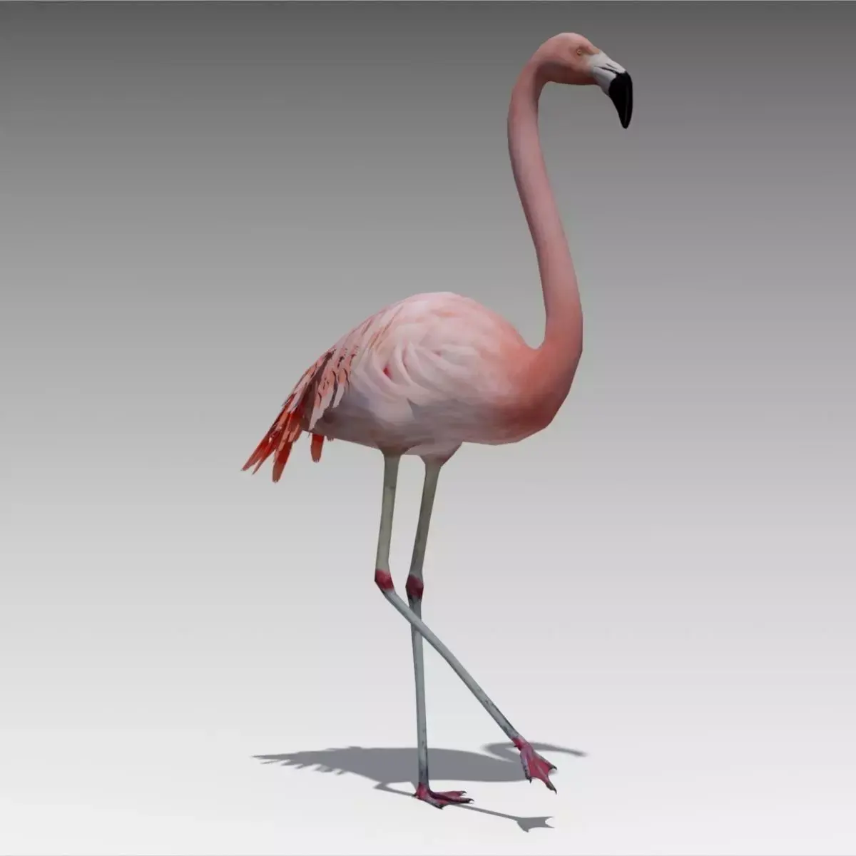 Flamingo Animated Low-poly 3D model