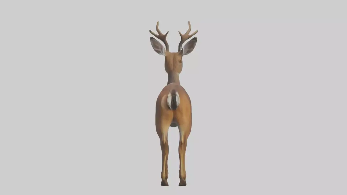 Roe deer Low-poly 3D model