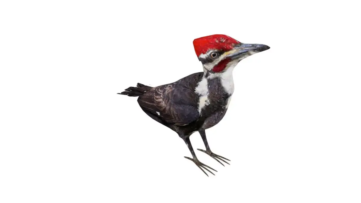 Woodpecker Low Poly Rigged with high quality texture  Low-poly 3D model