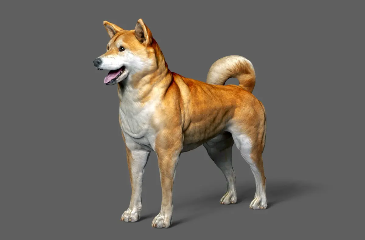 Shiba Inu 3D model