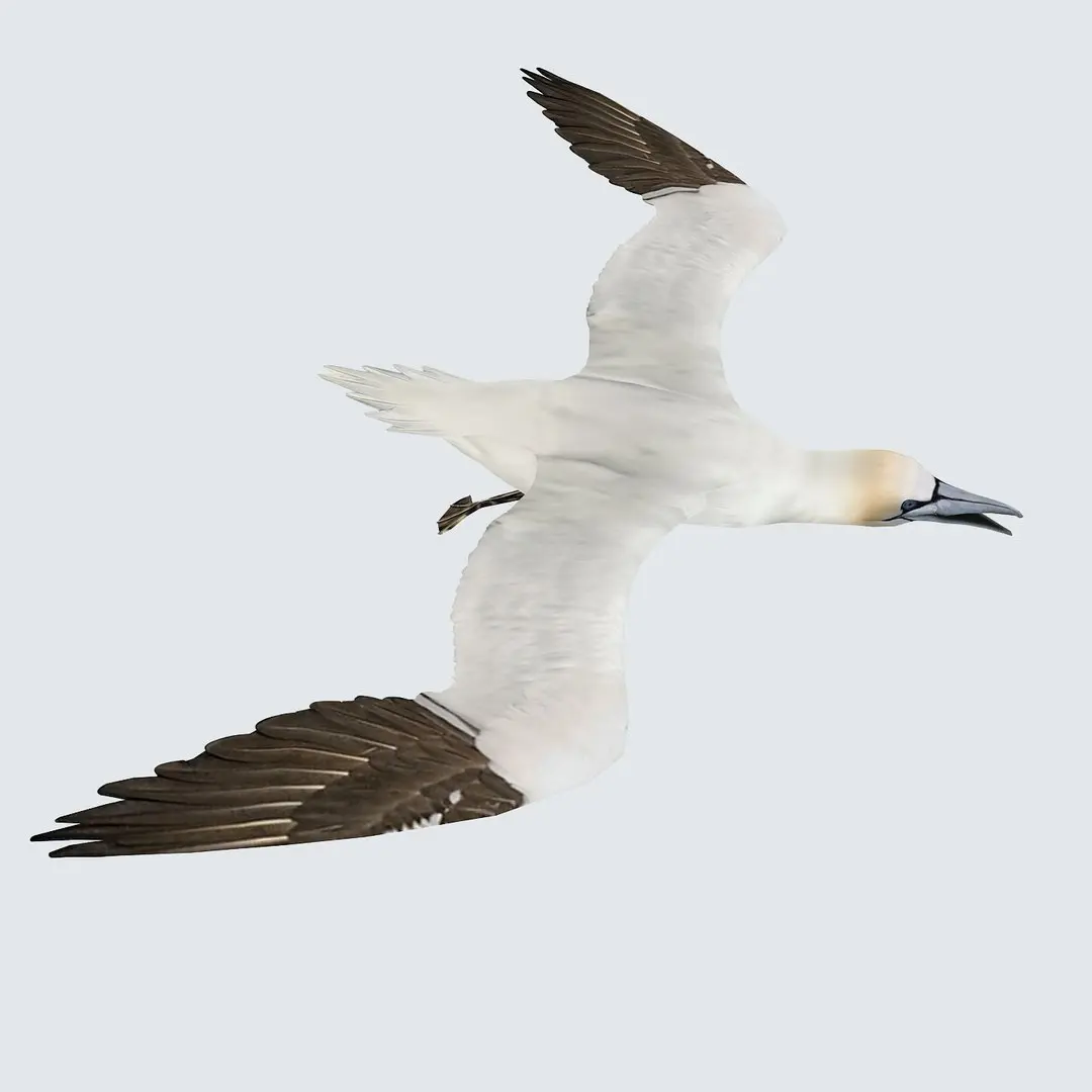 Gannet 3D model
