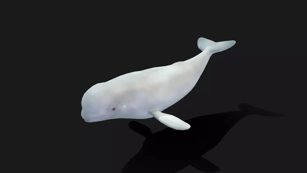 Beluga Whale - Animated Low-poly 3D model