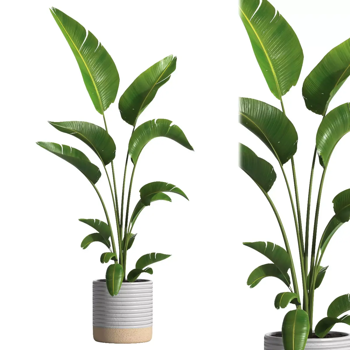 indoor plant 032 3D model