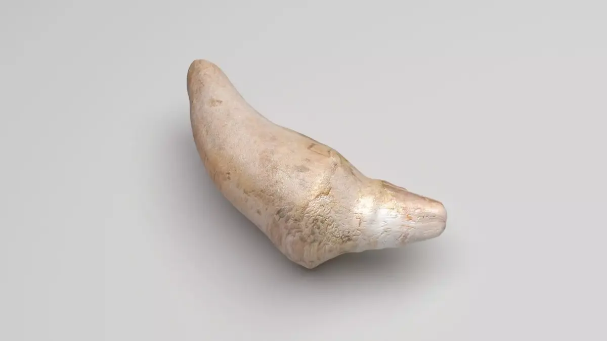 Dolphin Tooth 3D model