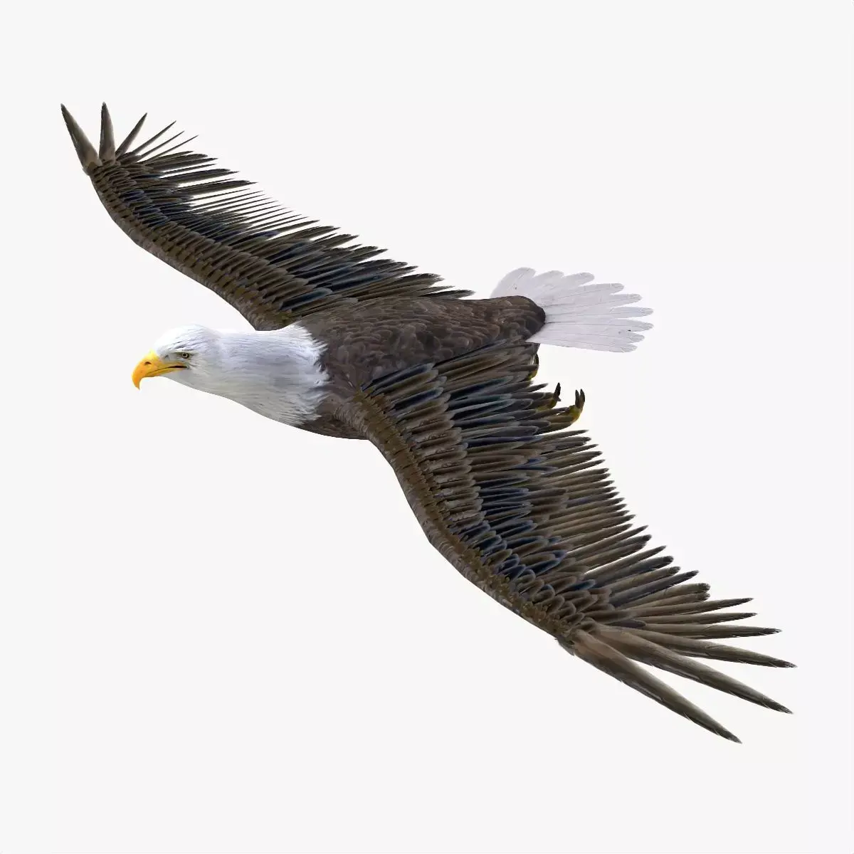 Bald Eagle 3d model Low-poly 3D model