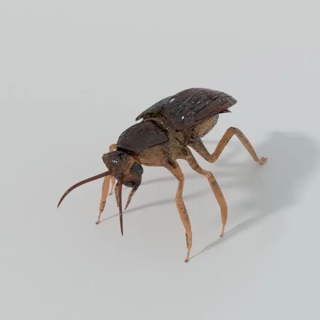 Cockroach beetle Low-poly 3D model