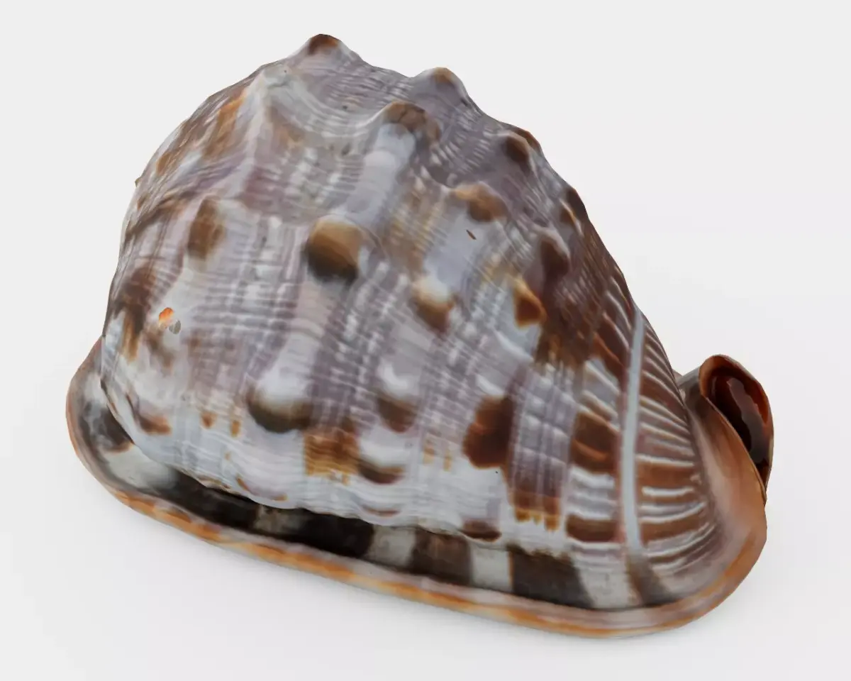 Red Helmet Shell Of A Ocean Snail Low-poly 3D model