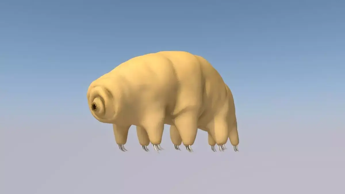 Tardigrade 3D model hamster 3D model