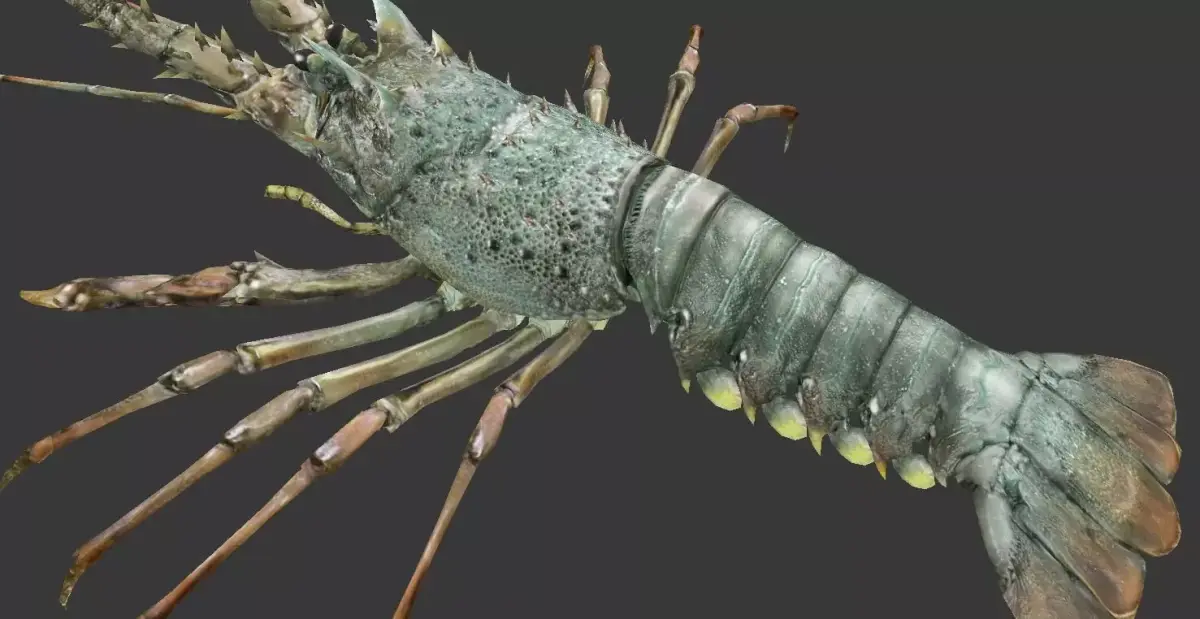 Australian lobster Low-poly 3D model buy