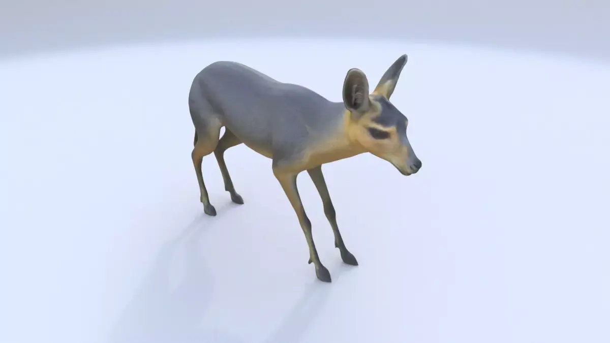 Patagonian Mara 3D model