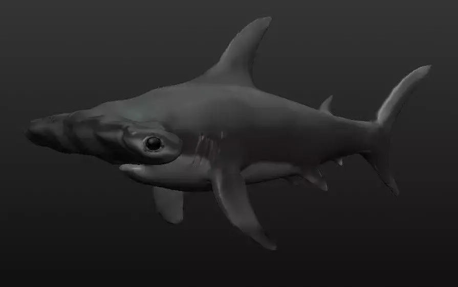 Hammerhead Shark Free 3D model