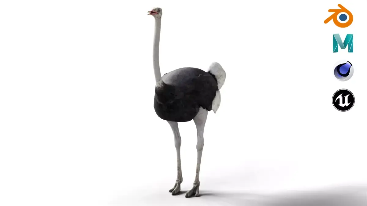 Ostrich Camel Bird Animal Low-poly 3D model