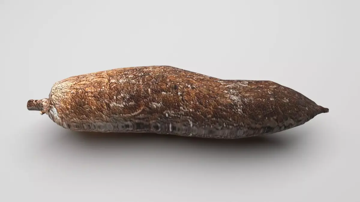 Cassava Manioc 3D model