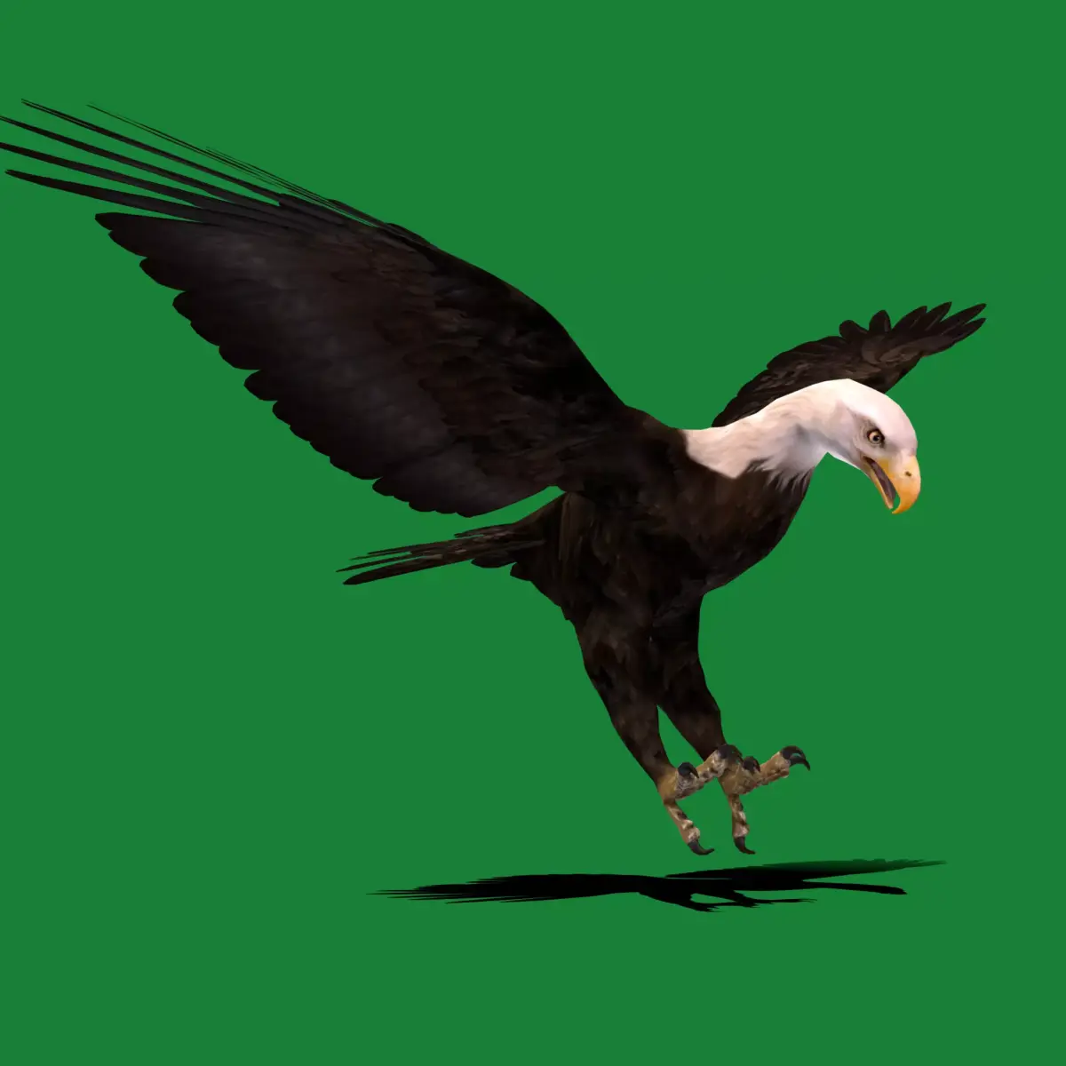 Bald Eagle BIrd 3D model