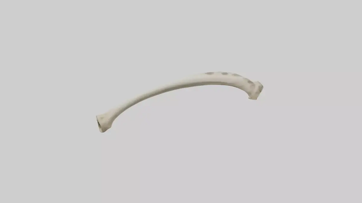 Giraffe Tibia Low-poly 3D model