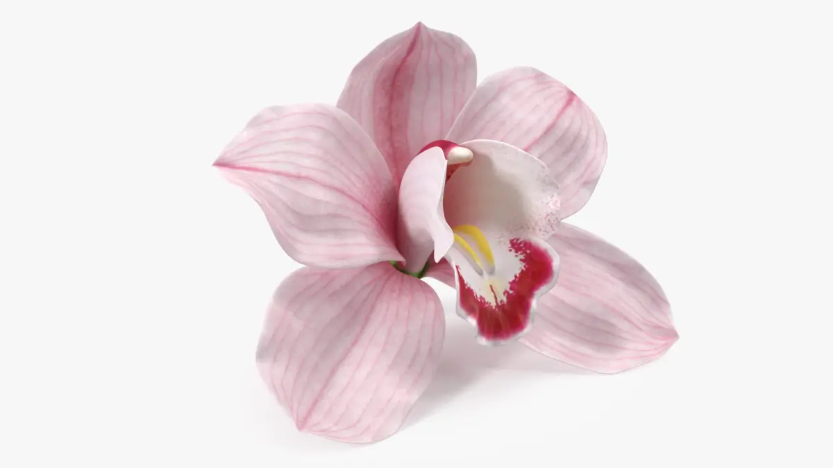 Hybrid Orchid Pink 3D model