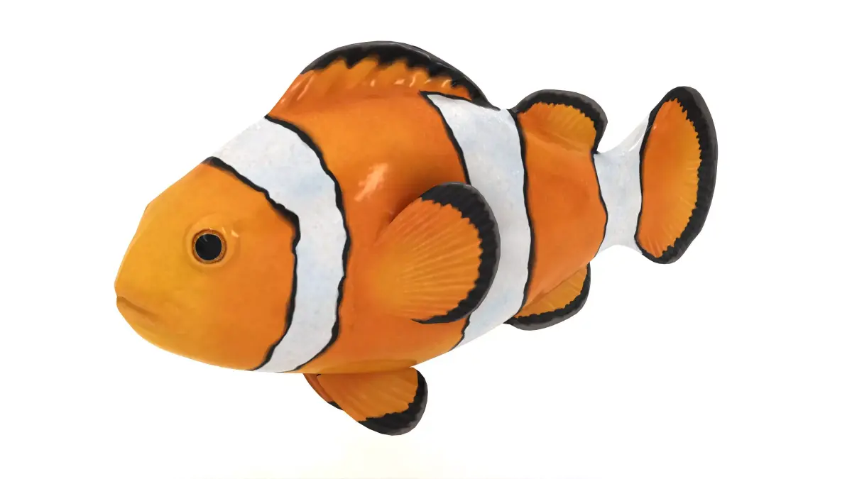  Clown Fish 3D model