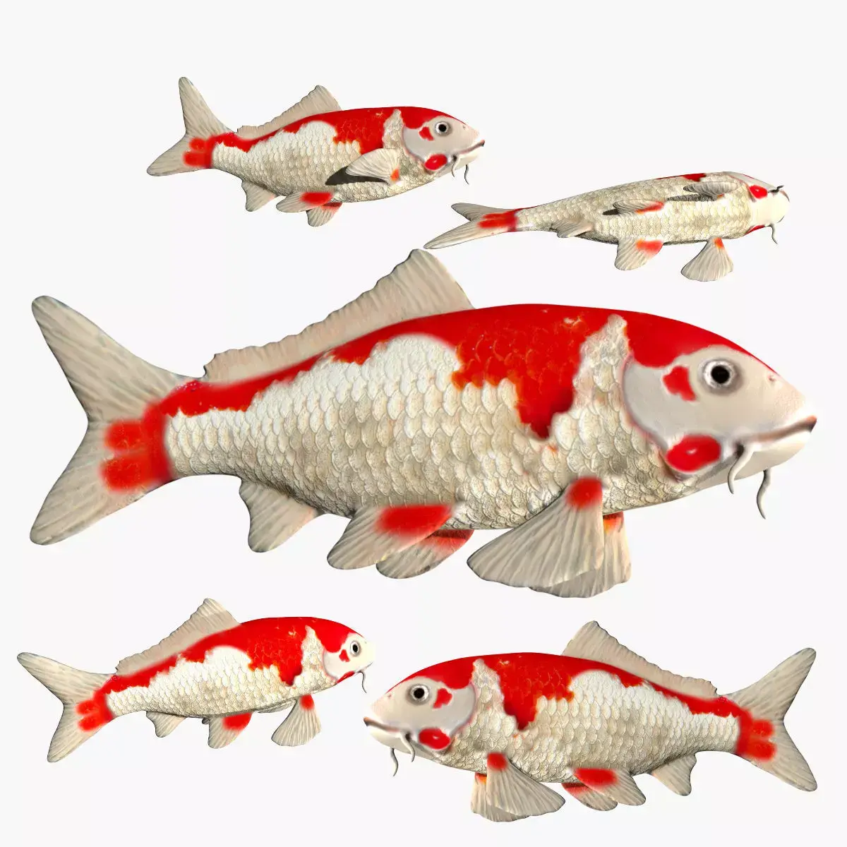 Koi Carp fish Low-poly 3D model