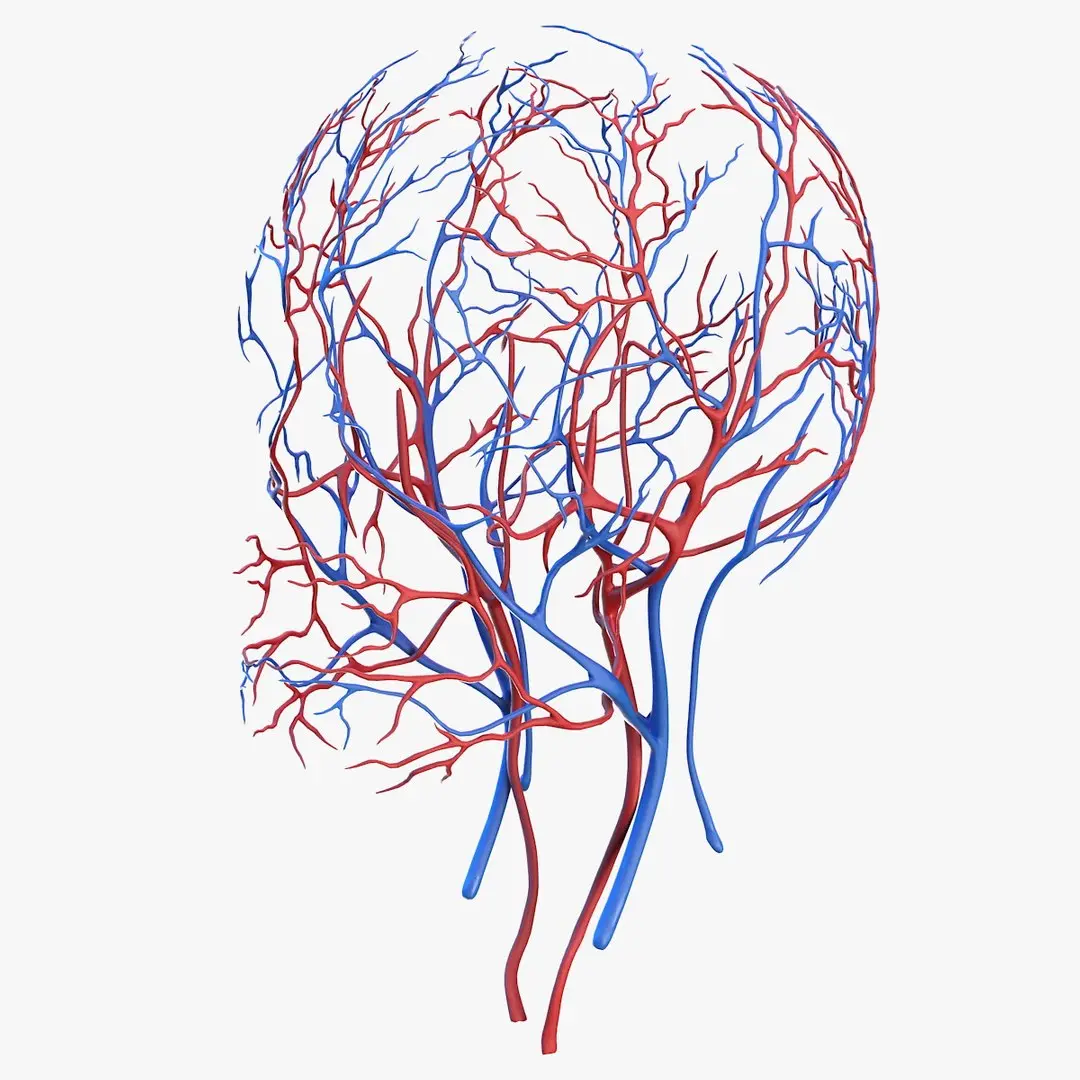 Human Head Cardiovascular System 3D model