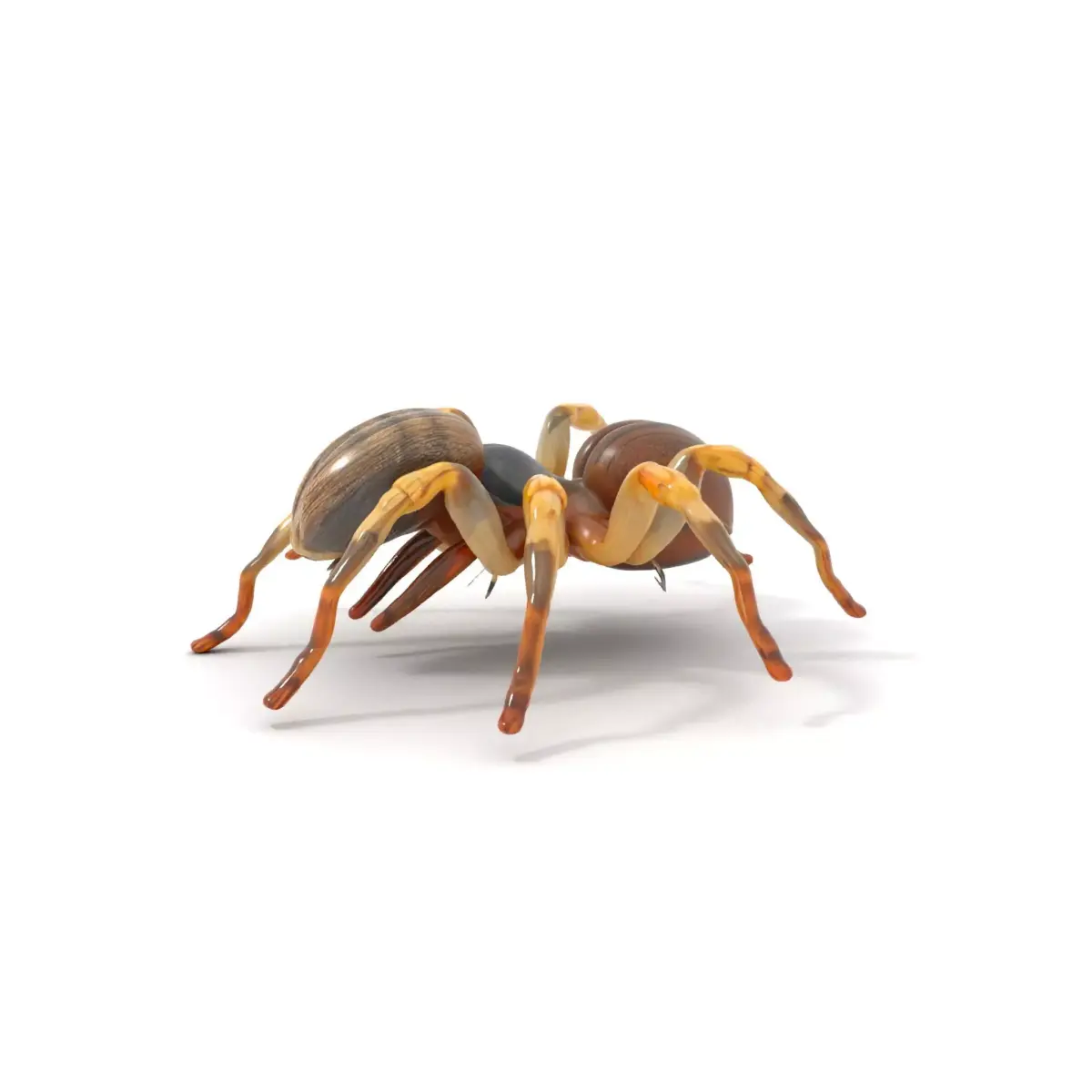 Desert Arachnid Creature model pack Low-poly 3D model